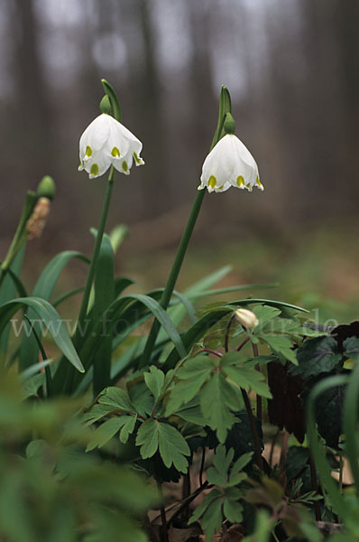 Frühlings-Knotenblume (Leucojum vernum)