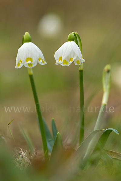 Frühlings-Knotenblume (Leucojum vernum)