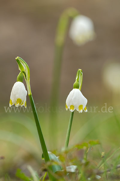 Frühlings-Knotenblume (Leucojum vernum)