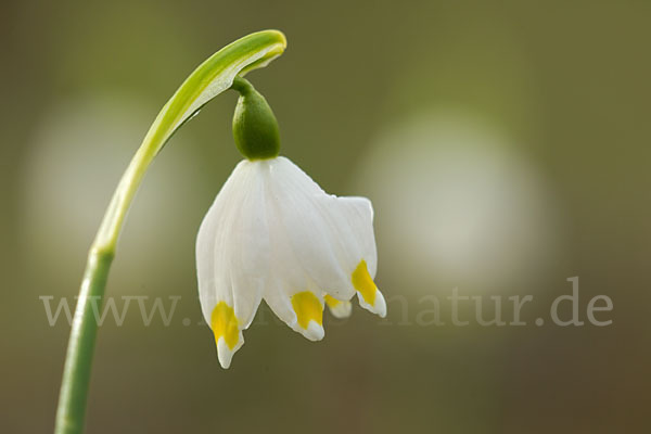 Frühlings-Knotenblume (Leucojum vernum)