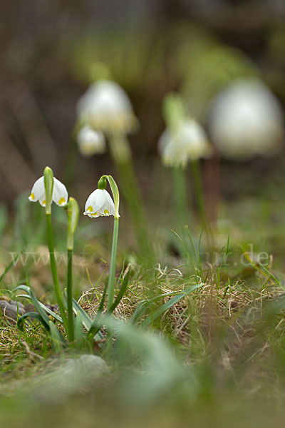 Frühlings-Knotenblume (Leucojum vernum)