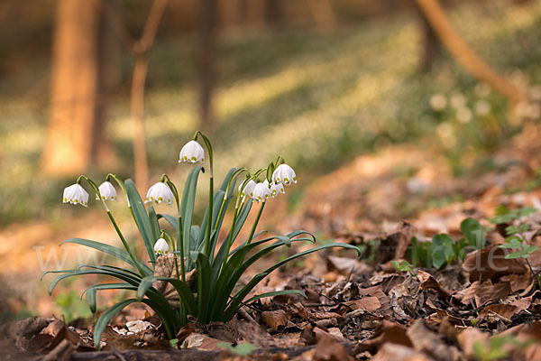 Frühlings-Knotenblume (Leucojum vernum)