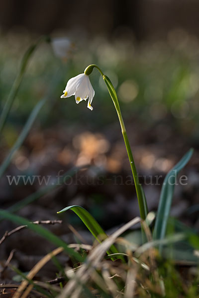 Frühlings-Knotenblume (Leucojum vernum)