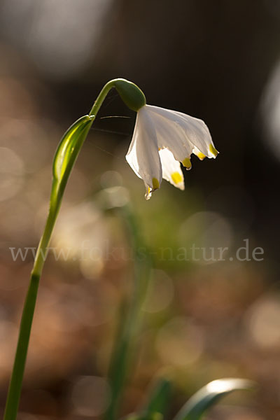 Frühlings-Knotenblume (Leucojum vernum)