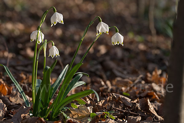 Frühlings-Knotenblume (Leucojum vernum)