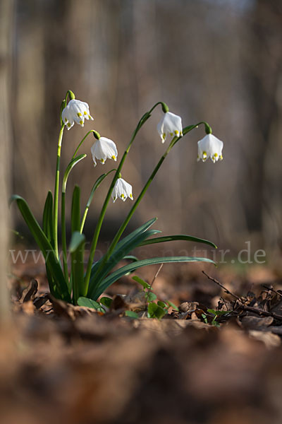 Frühlings-Knotenblume (Leucojum vernum)