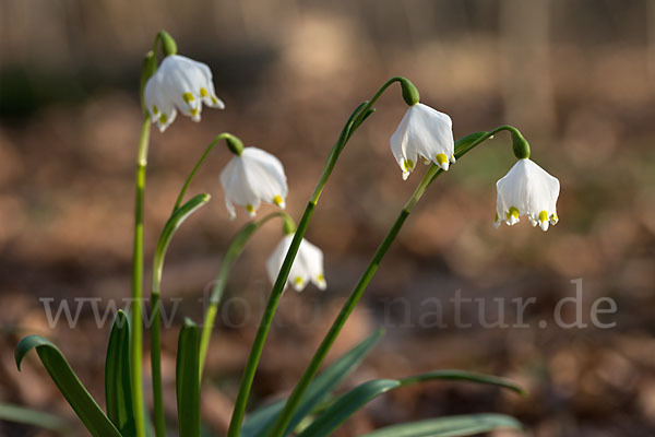 Frühlings-Knotenblume (Leucojum vernum)