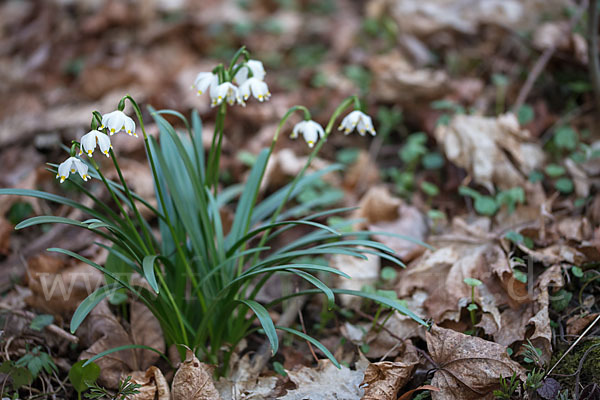 Frühlings-Knotenblume (Leucojum vernum)