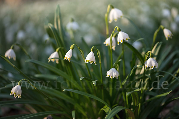 Frühlings-Knotenblume (Leucojum vernum)