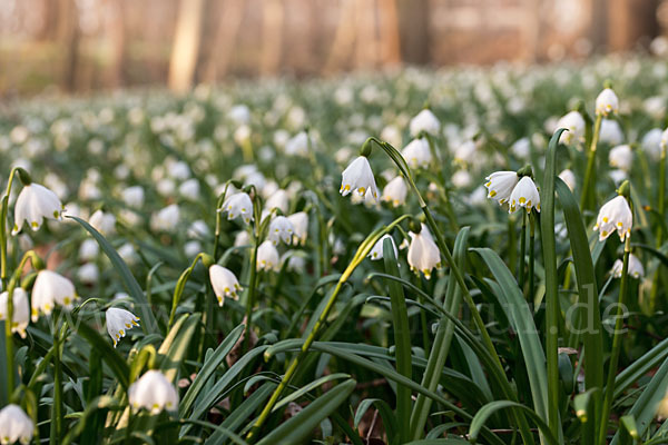 Frühlings-Knotenblume (Leucojum vernum)