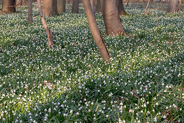 Frühlings-Knotenblume (Leucojum vernum)