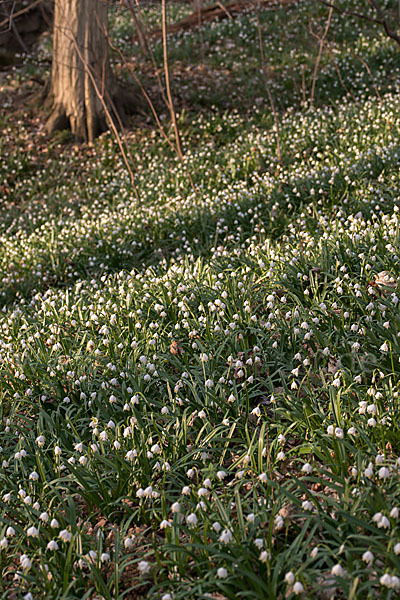 Frühlings-Knotenblume (Leucojum vernum)