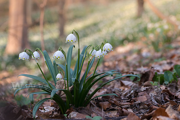 Frühlings-Knotenblume (Leucojum vernum)