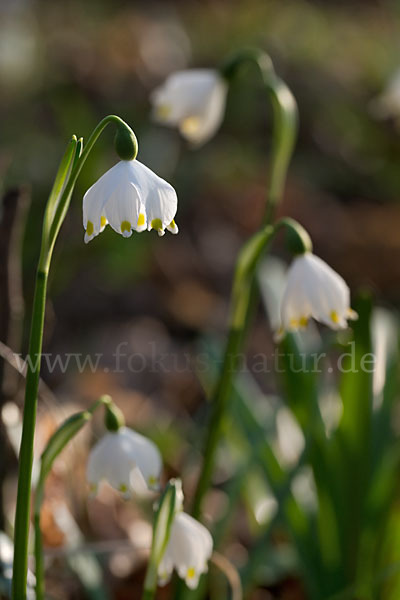 Frühlings-Knotenblume (Leucojum vernum)