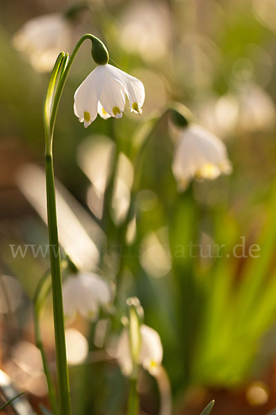 Frühlings-Knotenblume (Leucojum vernum)