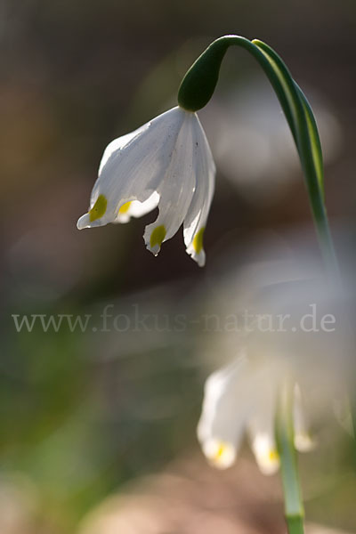 Frühlings-Knotenblume (Leucojum vernum)