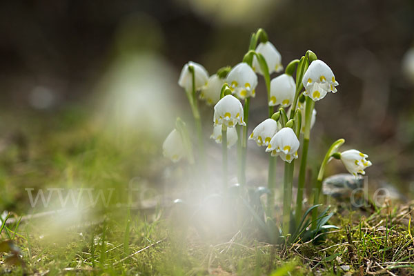 Frühlings-Knotenblume (Leucojum vernum)