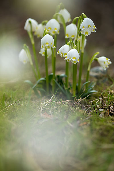 Frühlings-Knotenblume (Leucojum vernum)