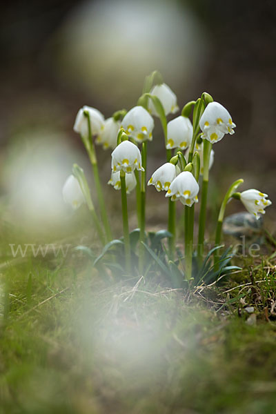 Frühlings-Knotenblume (Leucojum vernum)