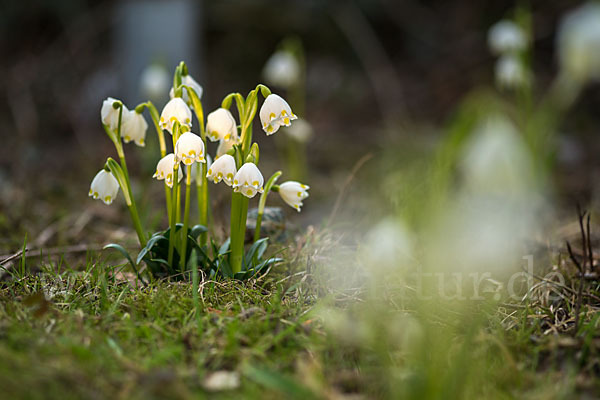 Frühlings-Knotenblume (Leucojum vernum)