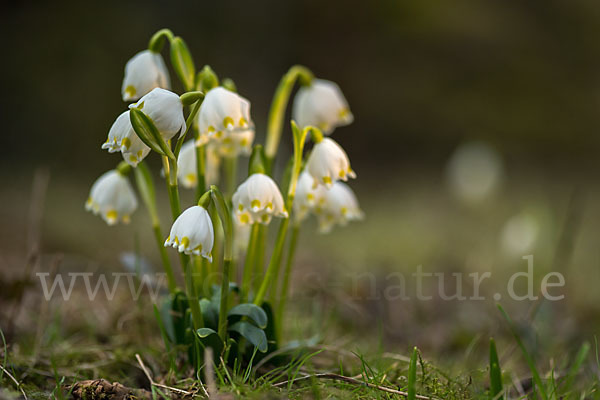 Frühlings-Knotenblume (Leucojum vernum)