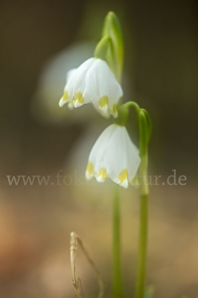 Frühlings-Knotenblume (Leucojum vernum)