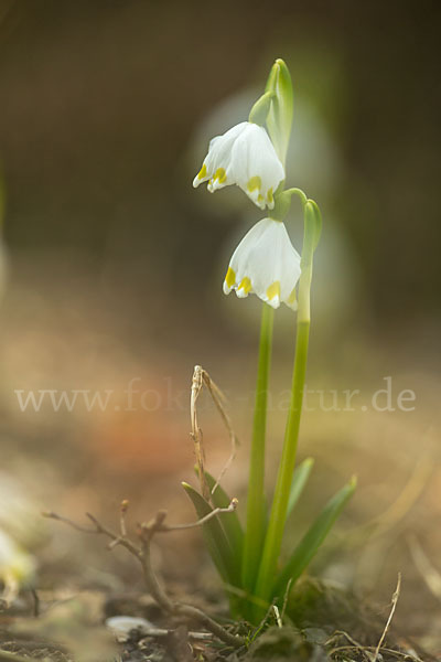 Frühlings-Knotenblume (Leucojum vernum)