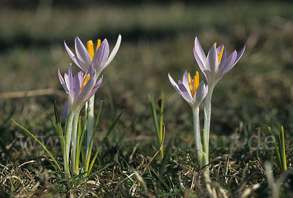 Frühlings-Safran (Crocus vernus)