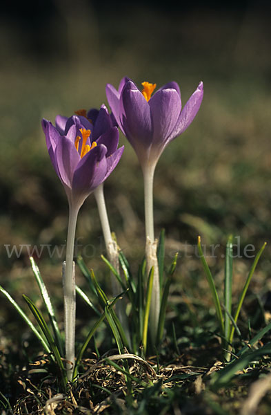 Frühlings-Safran (Crocus vernus)