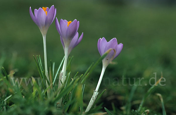 Frühlings-Safran (Crocus vernus)