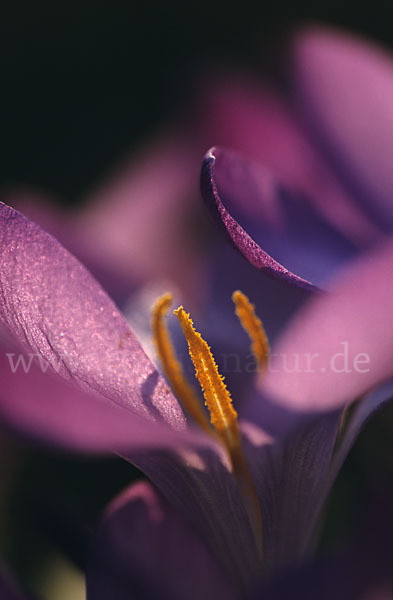 Frühlings-Safran (Crocus vernus)