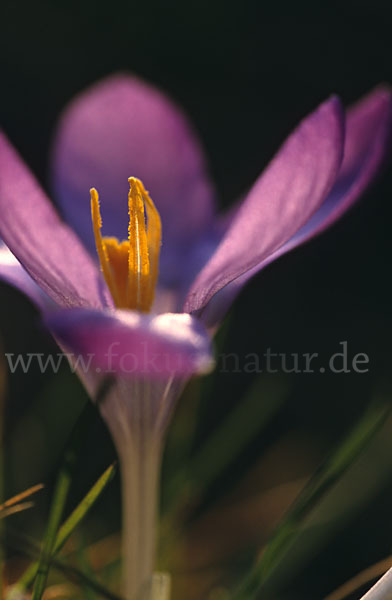 Frühlings-Safran (Crocus vernus)