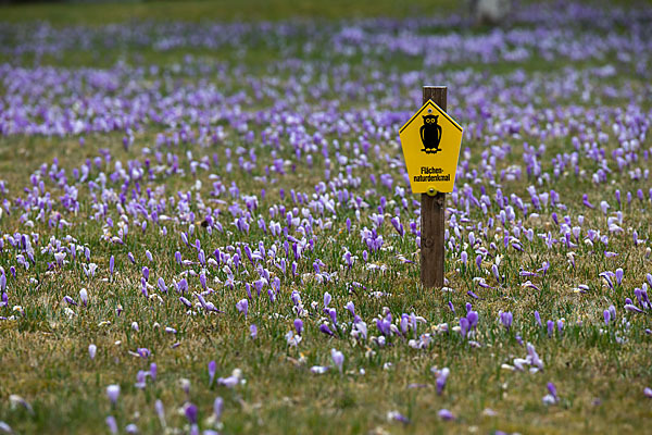 Frühlings-Safran (Crocus vernus)