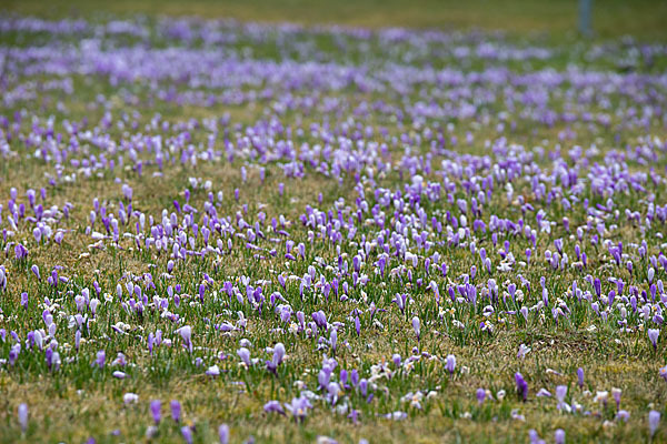 Frühlings-Safran (Crocus vernus)