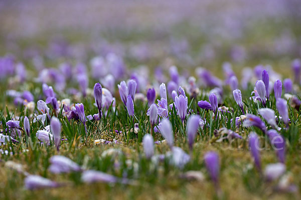 Frühlings-Safran (Crocus vernus)