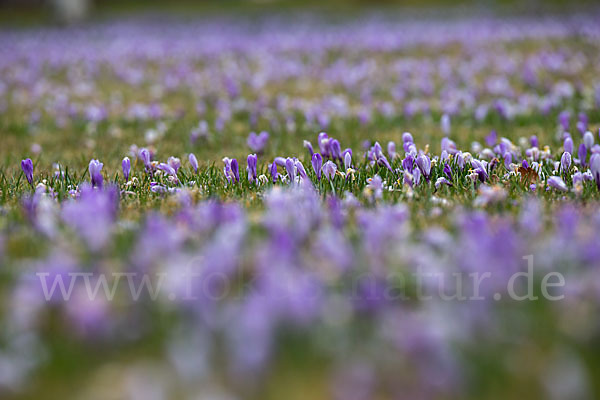 Frühlings-Safran (Crocus vernus)