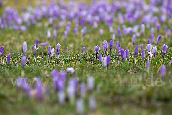 Frühlings-Safran (Crocus vernus)