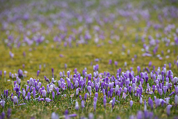 Frühlings-Safran (Crocus vernus)