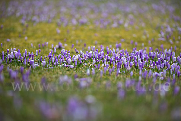 Frühlings-Safran (Crocus vernus)