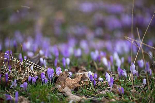 Frühlings-Safran (Crocus vernus)