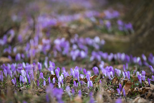 Frühlings-Safran (Crocus vernus)