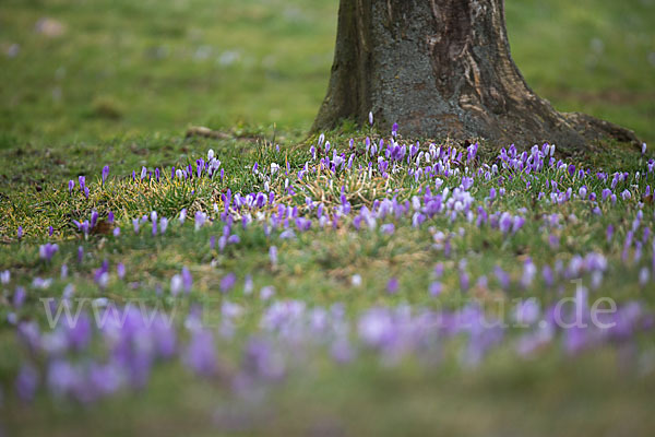 Frühlings-Safran (Crocus vernus)