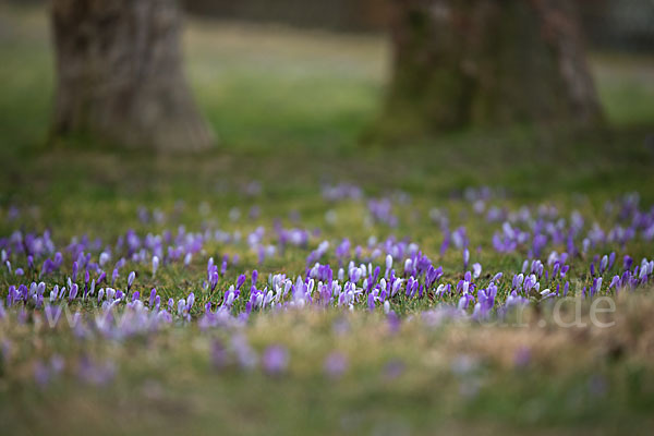 Frühlings-Safran (Crocus vernus)