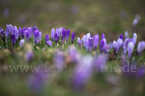 Frühlings-Safran (Crocus vernus)