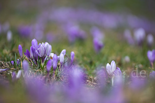 Frühlings-Safran (Crocus vernus)