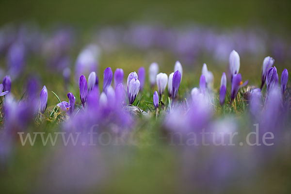 Frühlings-Safran (Crocus vernus)