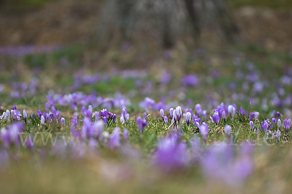 Frühlings-Safran (Crocus vernus)