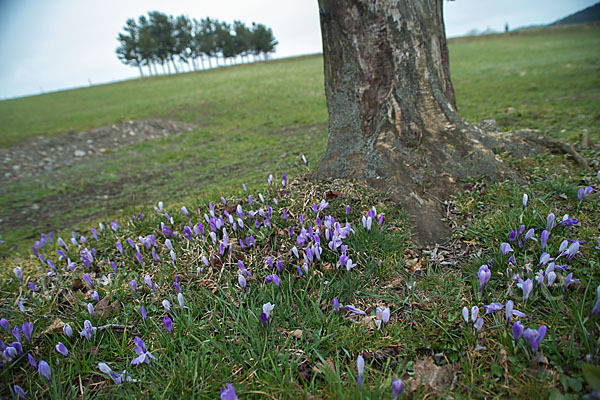 Frühlings-Safran (Crocus vernus)