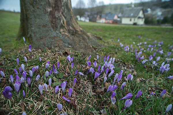 Frühlings-Safran (Crocus vernus)