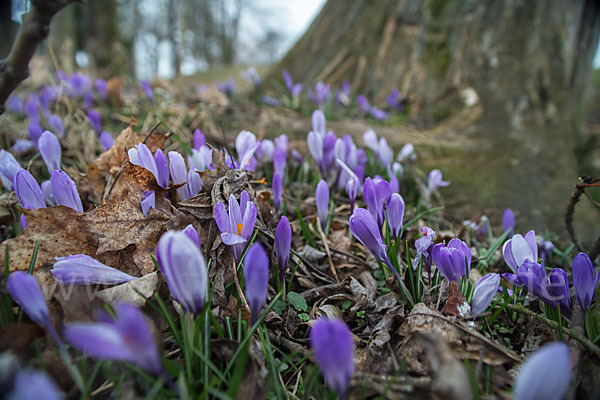 Frühlings-Safran (Crocus vernus)